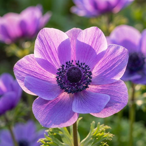 Anemone 'Mr. Fokker Coronaria' - 50 Stück - LumiBlumi