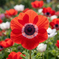 Anemone 'Hollandia Coronaria' - 50 Stück - LumiBlumi