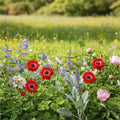 Anemone 'Levante Rosso Double' - 25 Stück - LumiBlumi