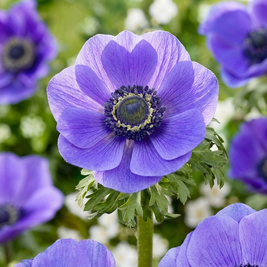 Anemone 'Mr. Fokker Coronaria' - 50 Stück - LumiBlumi