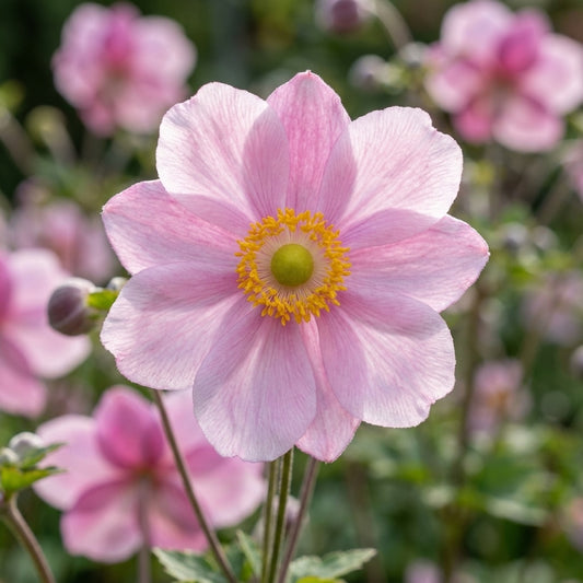 Windröschen 'Hybrida Königin Charlotte' - 5 Stück