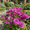 Anemone 'Levante Fucsia Double' - 25 Stück - LumiBlumi