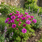 Anemone 'Levante Fucsia Double' - 25 Stück - LumiBlumi