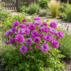Anemone 'Levante Fucsia Double' - 25 Stück - LumiBlumi