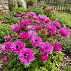 Anemone 'Levante Fucsia Double' - 25 Stück - LumiBlumi
