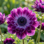 Anemone 'Levante Wine Double' - 25 Stück - LumiBlumi