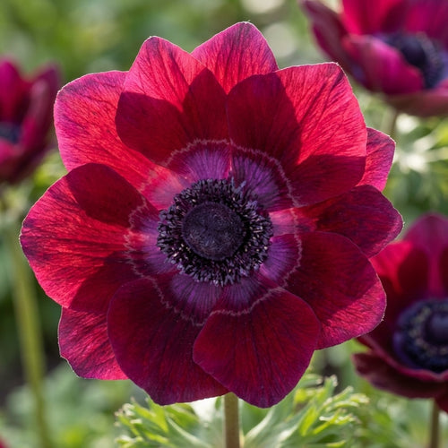 Anemone 'Mistral Bordeaux' - 12 Stück - LumiBlumi