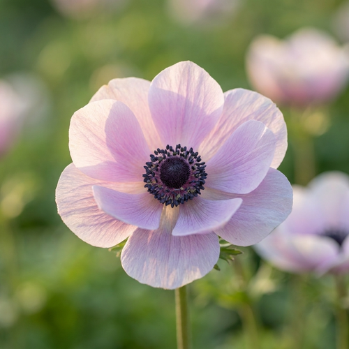 Anemone 'Mistral Plus Rarity' - 12 Stück