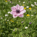 Anemone 'Mistral Rosa Chiaro' - 12 Stück - LumiBlumi
