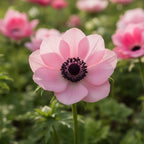Anemone 'Mistral Rosa Chiaro' - 12 Stück - LumiBlumi