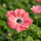 Anemone 'Mistral Salmone' - 12 Stück