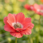 Anemone 'Mistral Salmone' - 12 Stück