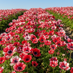 Anemone 'Mistral Tigre' - 25 Stück