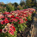 Anemone 'Mistral Tigre' - 25 Stück