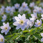 Anemone 'Nemorosa Robinsoniana' - 10 Stück - LumiBlumi