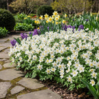 Anemone 'Nemorosa Weiss' - 20 Stück - LumiBlumi