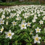 Anemone 'Nemorosa Weiss' - 20 Stück - LumiBlumi
