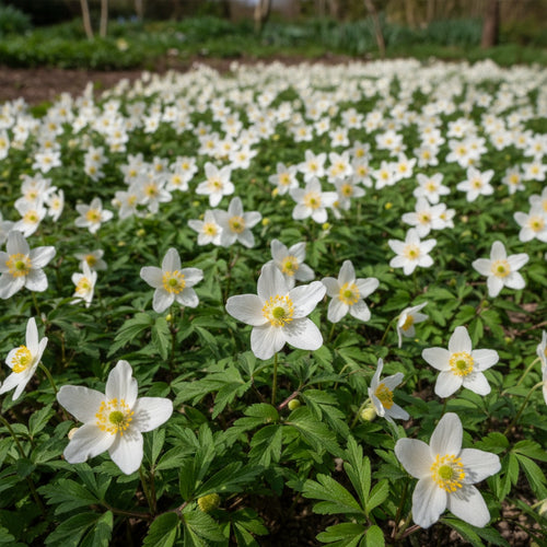 Anemone 'Nemorosa Weiss' - 20 Stück - LumiBlumi
