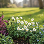 Anemone 'Nemorosa Weiss' - 20 Stück - LumiBlumi