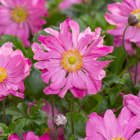 Windröschen 'Hupehensis Prinz Heinrich' - 5 Stück