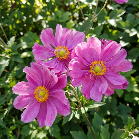 Windröschen 'Hybrida Rötkappchen' - 5 Stück