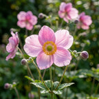 Herbstanemone hupehensis 'September Charm' - 6 Stück - LumiBlumi