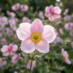 Herbstanemone hupehensis 'September Charm' - 6 Stück - LumiBlumi