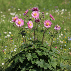 Herbstanemone hybrida 'Pamina' - 3 Stück - LumiBlumi