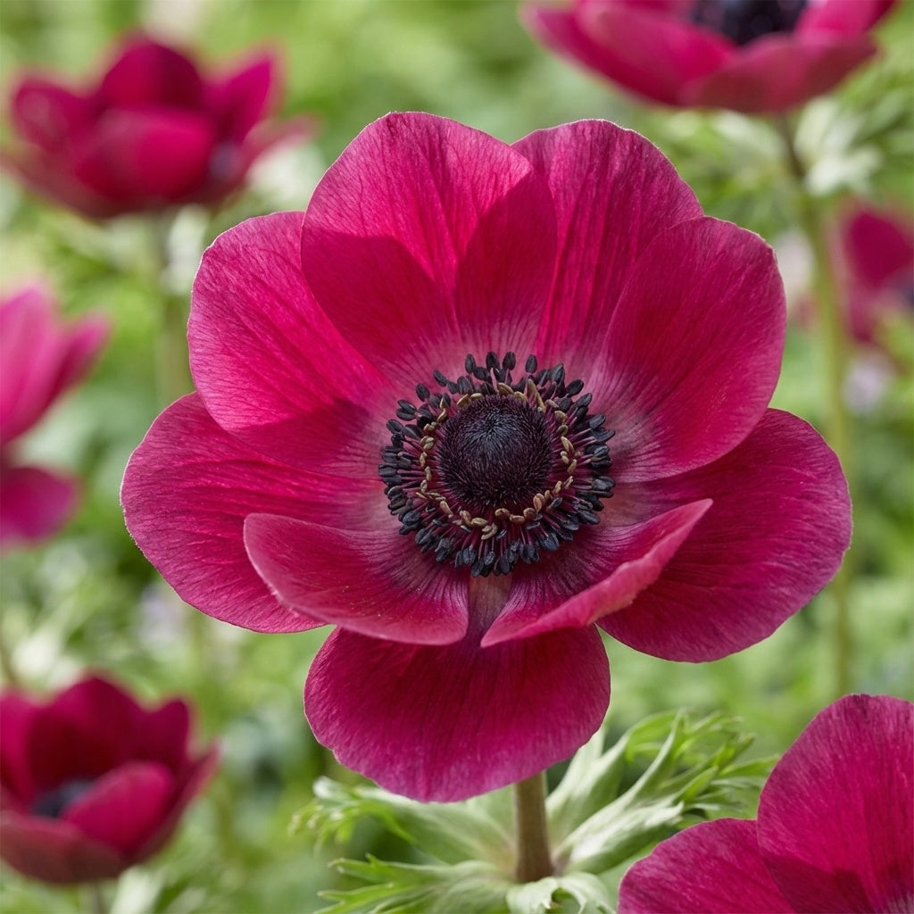 Anemone 'Mistral Bordeaux' - 12 Stück - LumiBlumi