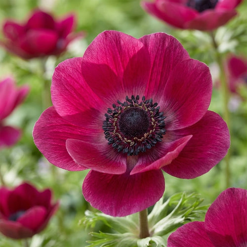 Anemone 'Mistral Bordeaux' - 12 Stück - LumiBlumi