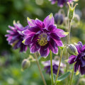 Akelei 'Christa Barlow Vulgaris' - 10 Stück - LumiBlumi