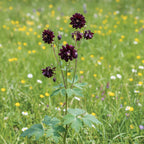 Akelei 'Black Barlow' - 10 Stück - LumiBlumi