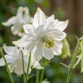 Akelei 'White Barlow Vulgaris' - 10 Stück