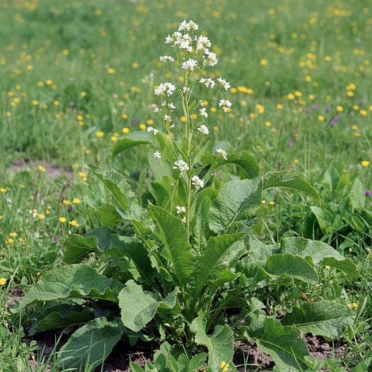 Meerrettich 'Rusticana' - 5 Stück