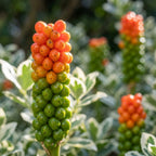 Arum italicum - 25 Stück