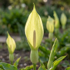 Arum italicum - 25 Stück