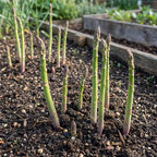 Spargel 'Avalim Officinalis' - 5 Stück