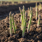 Spargel 'Avalim Officinalis' - 5 Stück