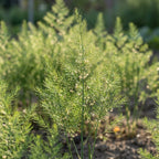 Spargel 'Gijnlim' - 10 Stück