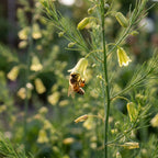 Spargel 'Gijnlim' - 10 Stück