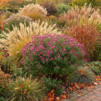 Aster 'Andenken An Alma Potschke N.A.' - 5 Stück
