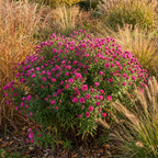 Aster 'Andenken An Alma Potschke N.A.' - 5 Stück