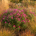 Aster 'Andenken An Alma Potschke N.A.' - 5 Stück