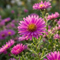 Aster 'Dumosus Jenny' - Aster