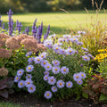 Aster 'Dumosus Lady In Blue' - 10 Stück