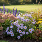 Aster 'Dumosus Lady In Blue' - 10 Stück