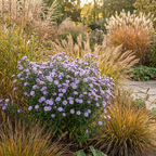 Aster 'Dumosus Mittelmeer' - 10 Stück - LumiBlumi