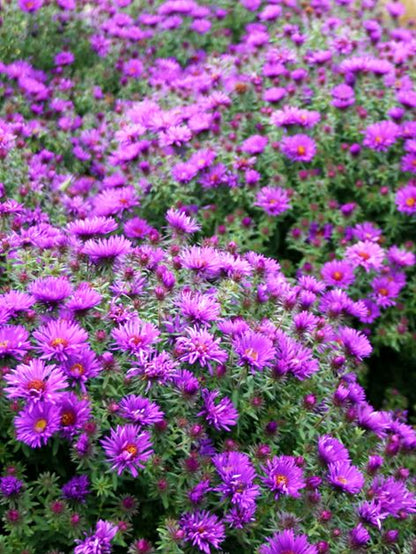 Aster 'Novi-Angliae Purple Dome' - Aster