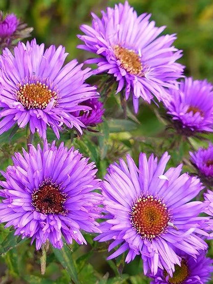 Astern Aster novi-angliae purple dome