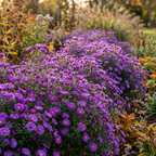 Aster 'Novi-Angliae Purple Dome' - 5 Stück